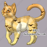 Pet