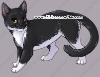 Pet