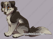 Pet