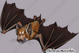Pet