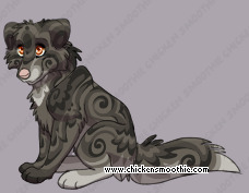 Pet