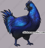 Pet