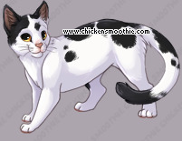 Pet