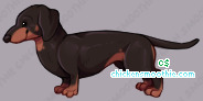 Pet