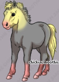 Pet