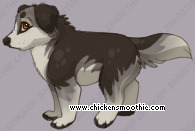 Pet