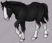 Pet