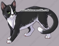 Pet