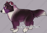 Pet
