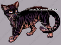 Pet