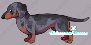 Pet