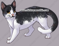Pet