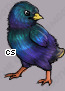Pet