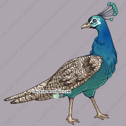 Pet