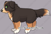 Pet