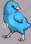 Pet