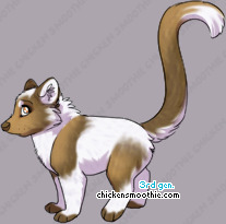 Pet