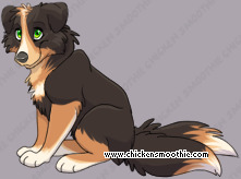Pet
