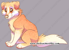 Pet