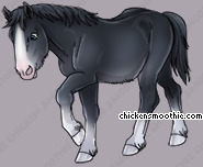 Pet