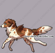 Pet