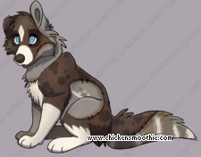 Pet