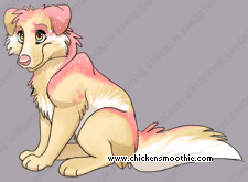 Pet