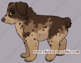 Pet