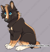 Pet