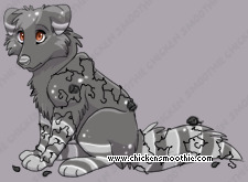 Pet