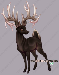 Pet