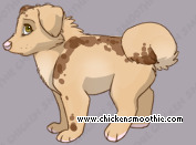 Pet