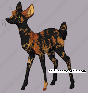 Pet