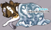 Pet