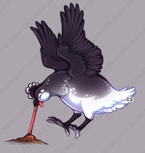 Pet