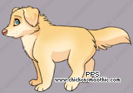 Pet