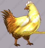Pet