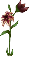 Large Lily 
