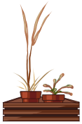 Withered Plants
