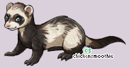 Pet