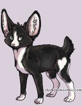 Pet