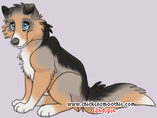 Pet