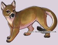 Pet