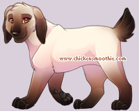 Pet