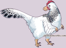 Pet
