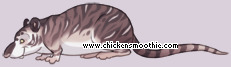 Pet