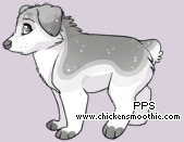Pet