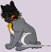 Pet