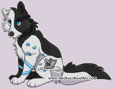 Pet