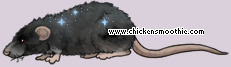 Pet